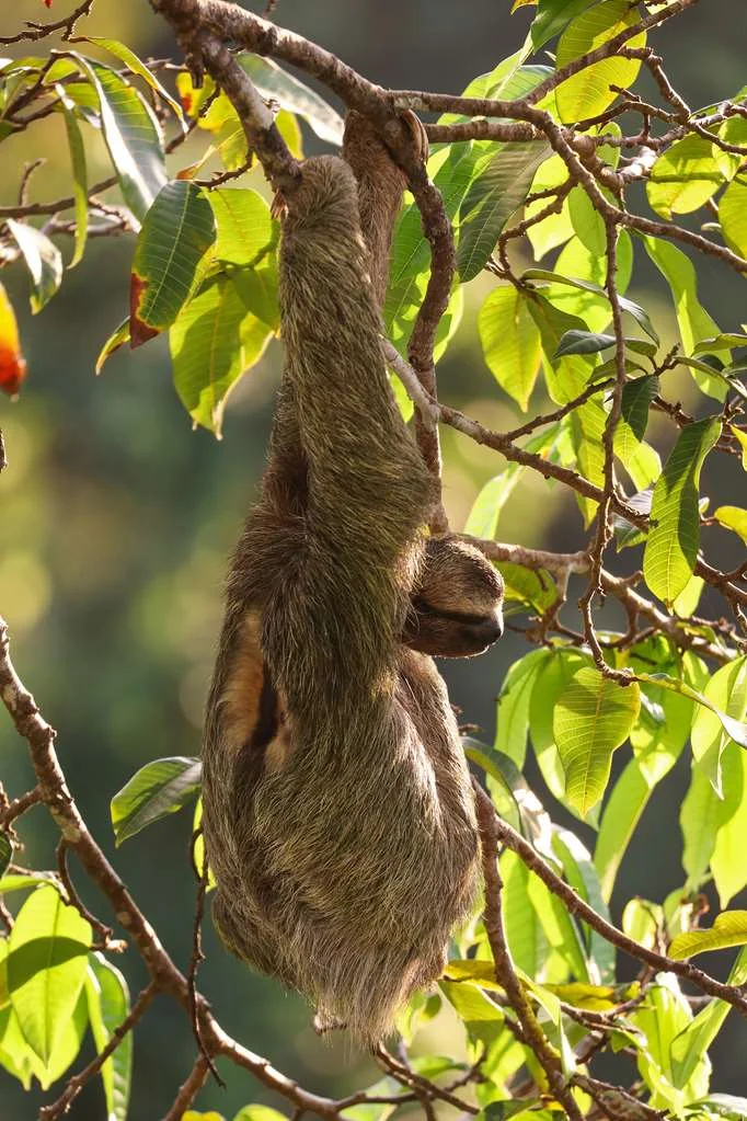 Corcovado Wilderness Lodge by SCP
